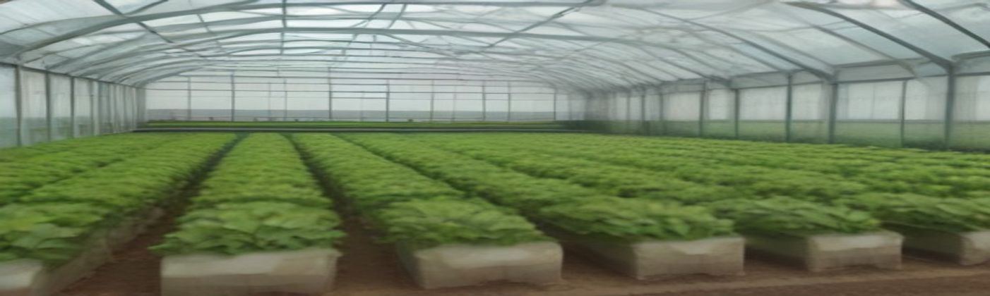 Sera shop windows and compost soil mixture – panoramic view